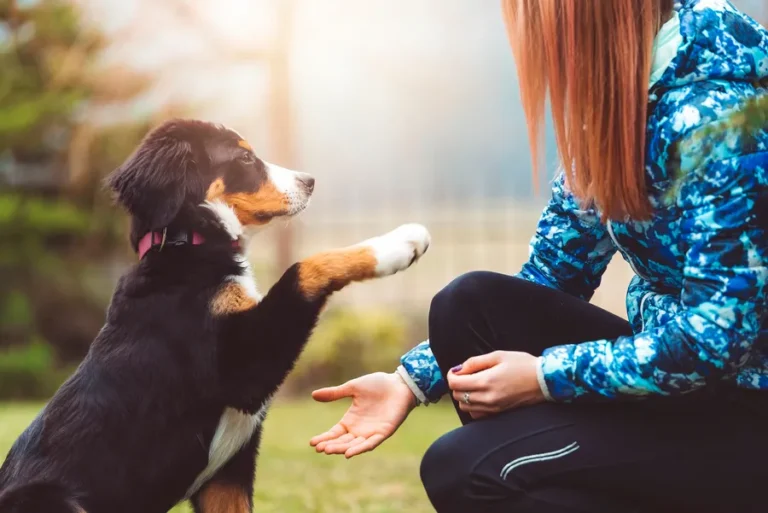 Adiestramiento para Perros | Educanino | AprendeDog