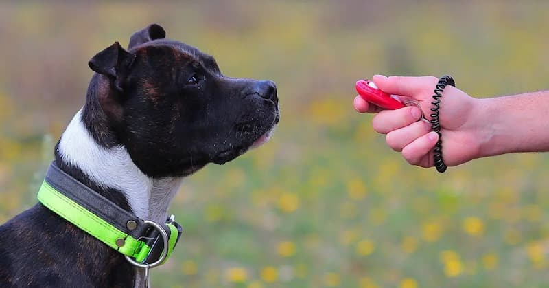 Adiestramiento Canino con Clicker | AprendeDOG