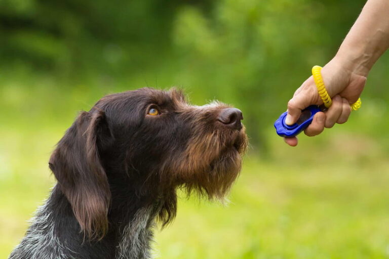 Clicker Adiestramiento Canino | AprendeDog | Educanino