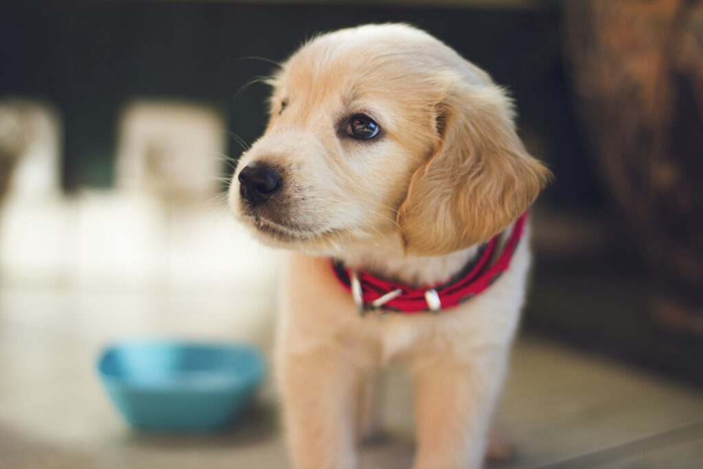 Adiestramiento canino cachorros | AprendeDOG