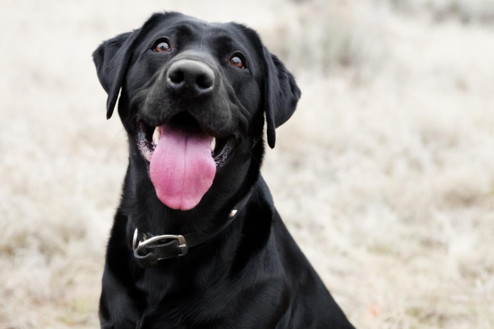Labrador Retriever | AprendeDog