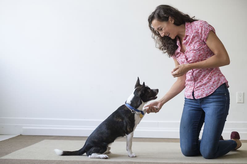 Adiestramiento Canino en Positivo | AprendeDog